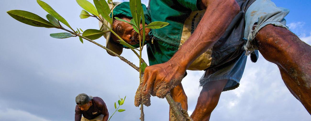 Árvores, tecnologia e pessoas ajudam parque Moçambicano a reverter